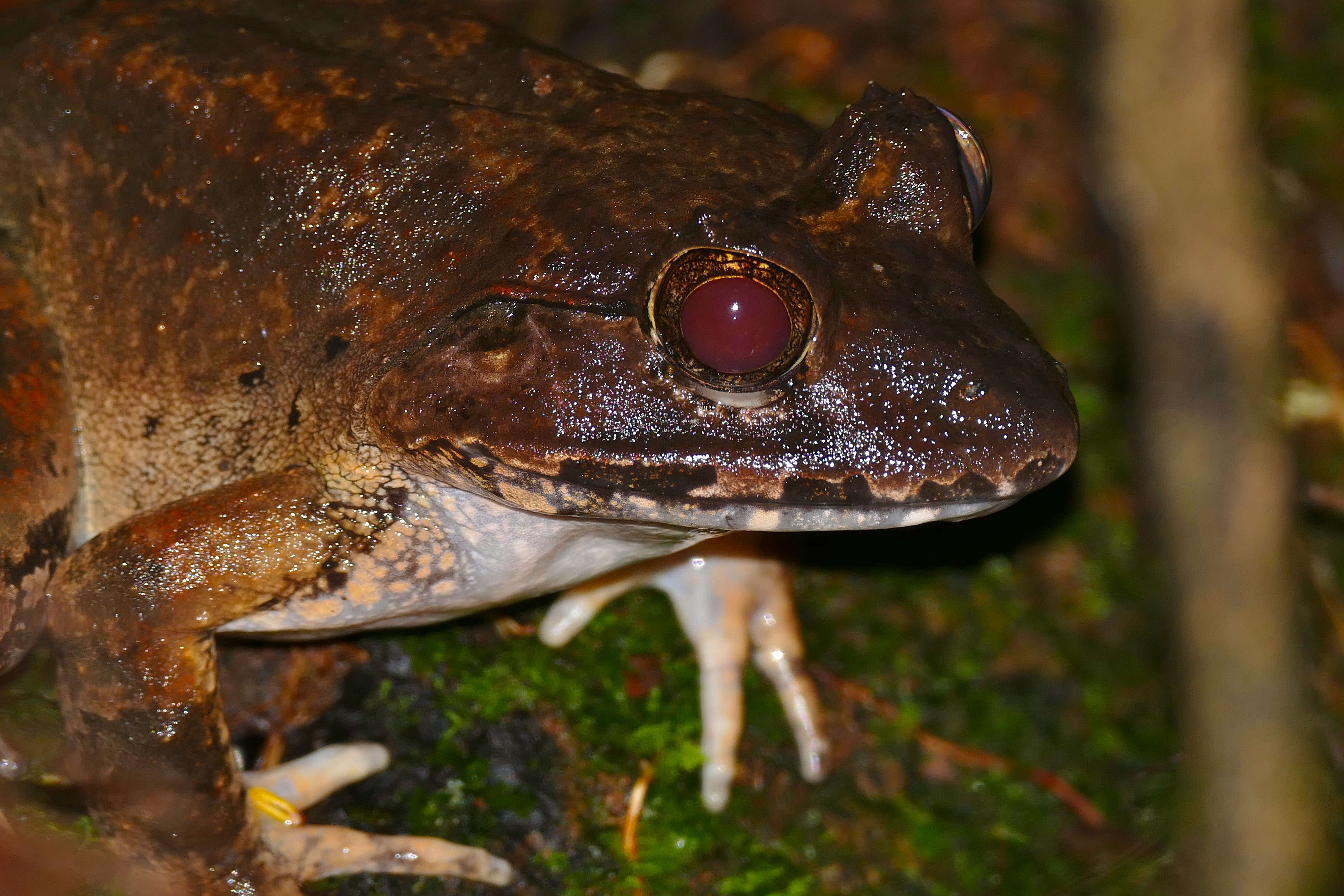 Image of Giant River Frog