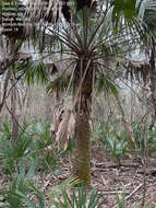 Image of Brazoria palmetto