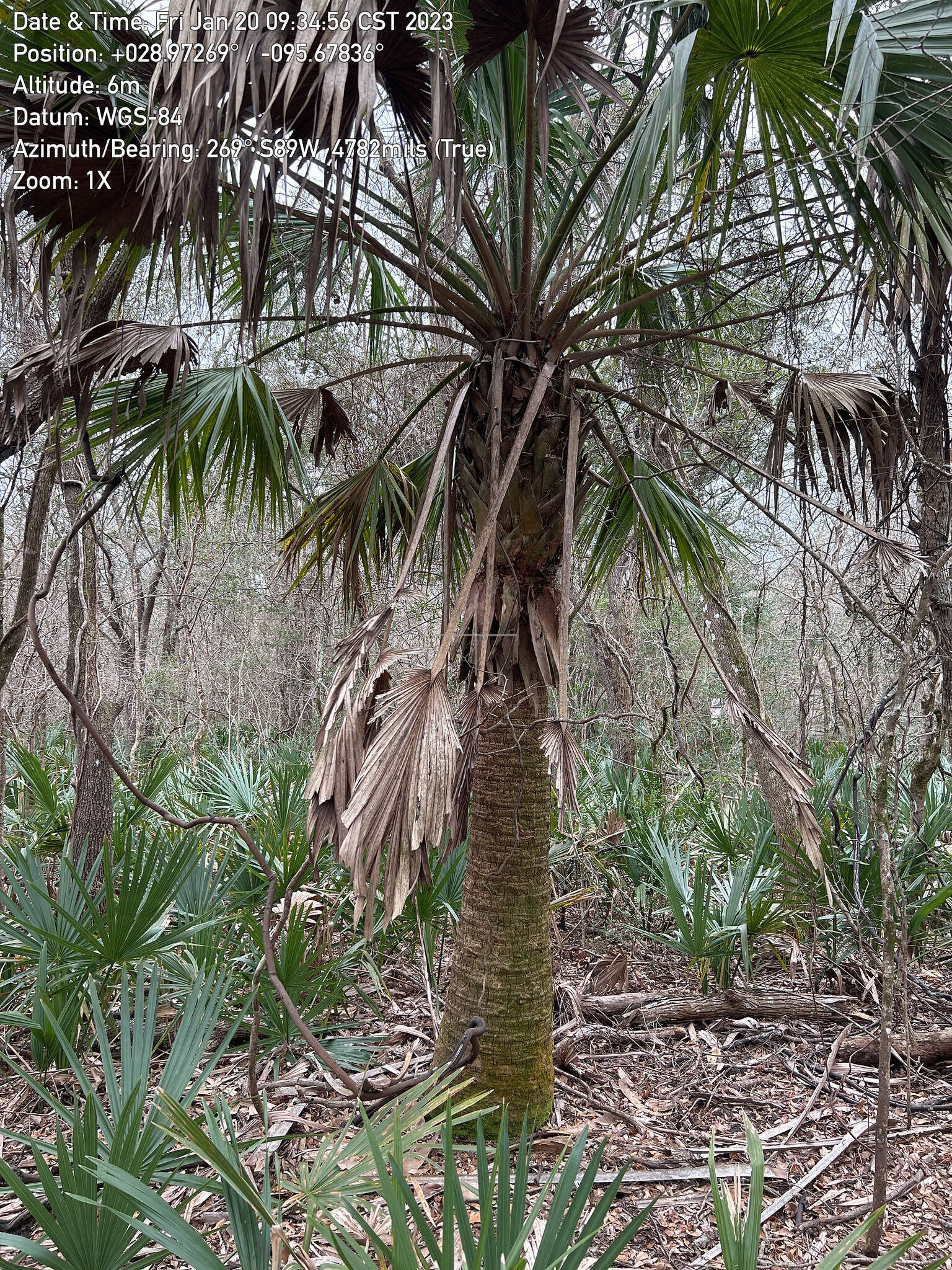 Image of Brazoria palmetto
