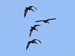 Image of Ruddy Shelduck