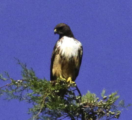 Buteo jamaicensis costaricensis Ridgway 1874 resmi