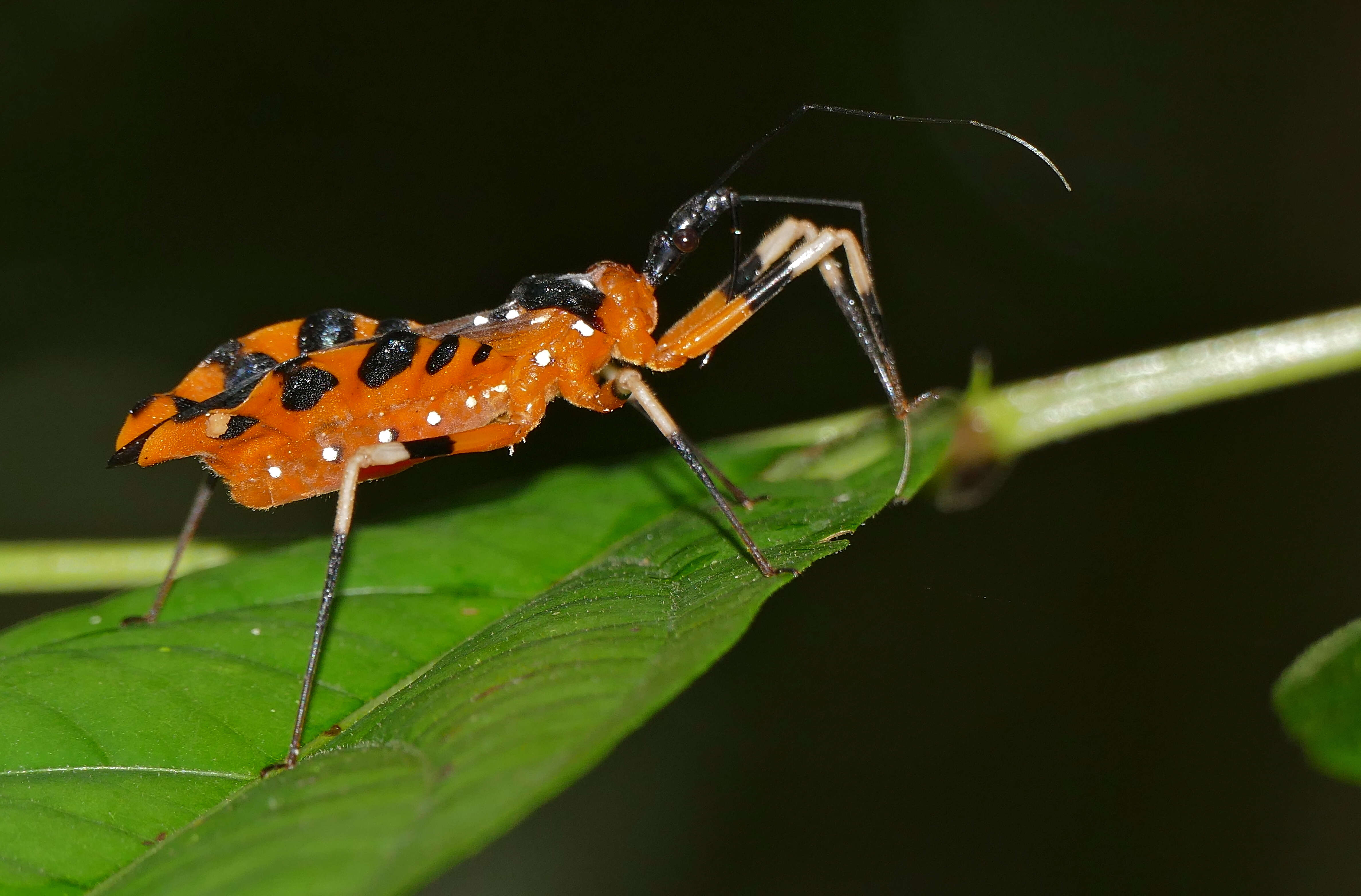 Image of Bloodsucking Conenoses