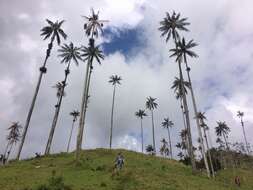 Image of Wax palm