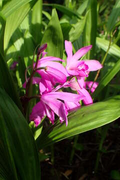 Image of Urn orchids