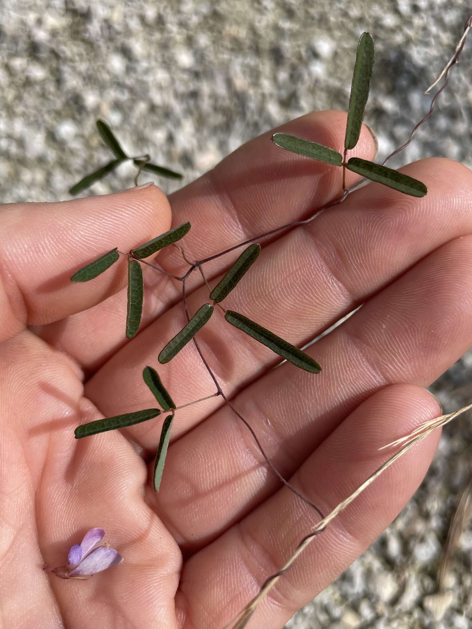 Image of Galactia austrofloridensis