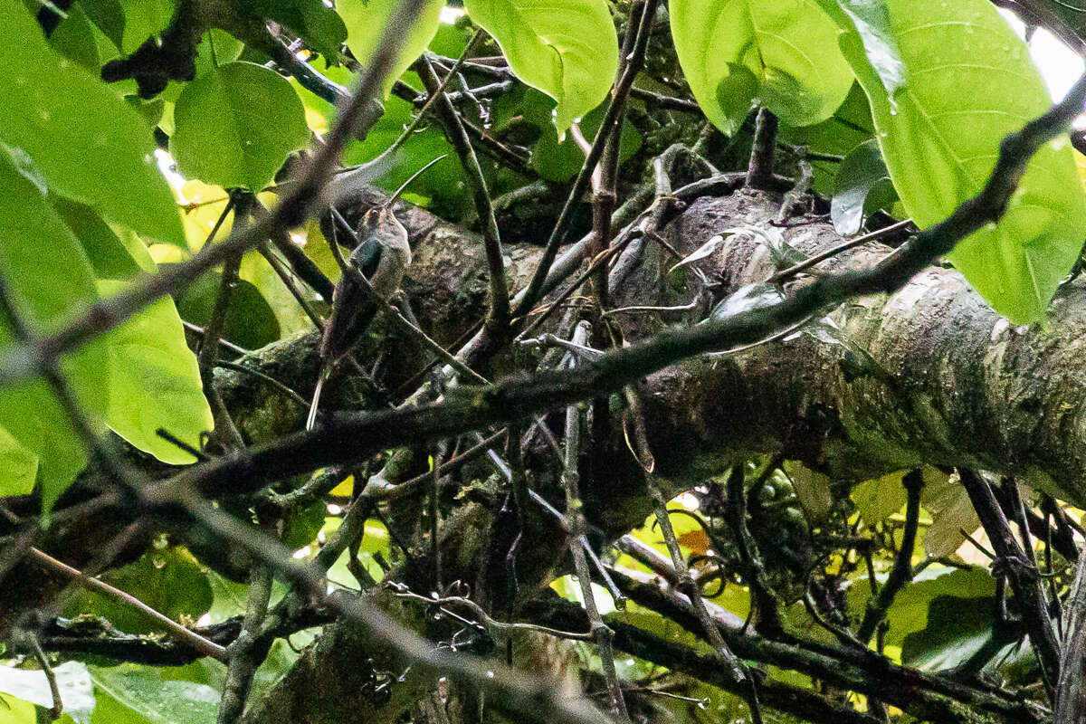 Image of Green Hermit