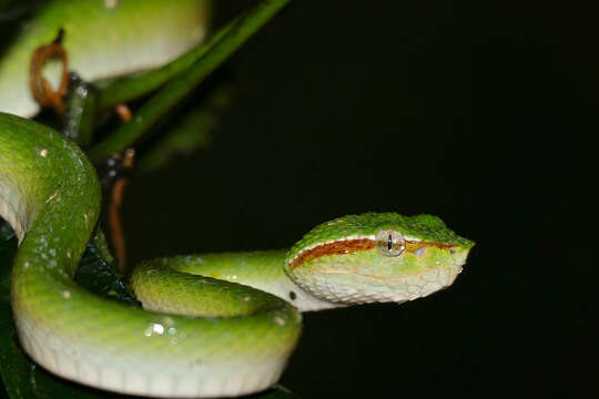 Image of Bornean Keeled Green Pit Viper