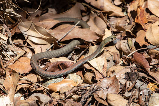 Image of Yellow-Faced Whip Snake