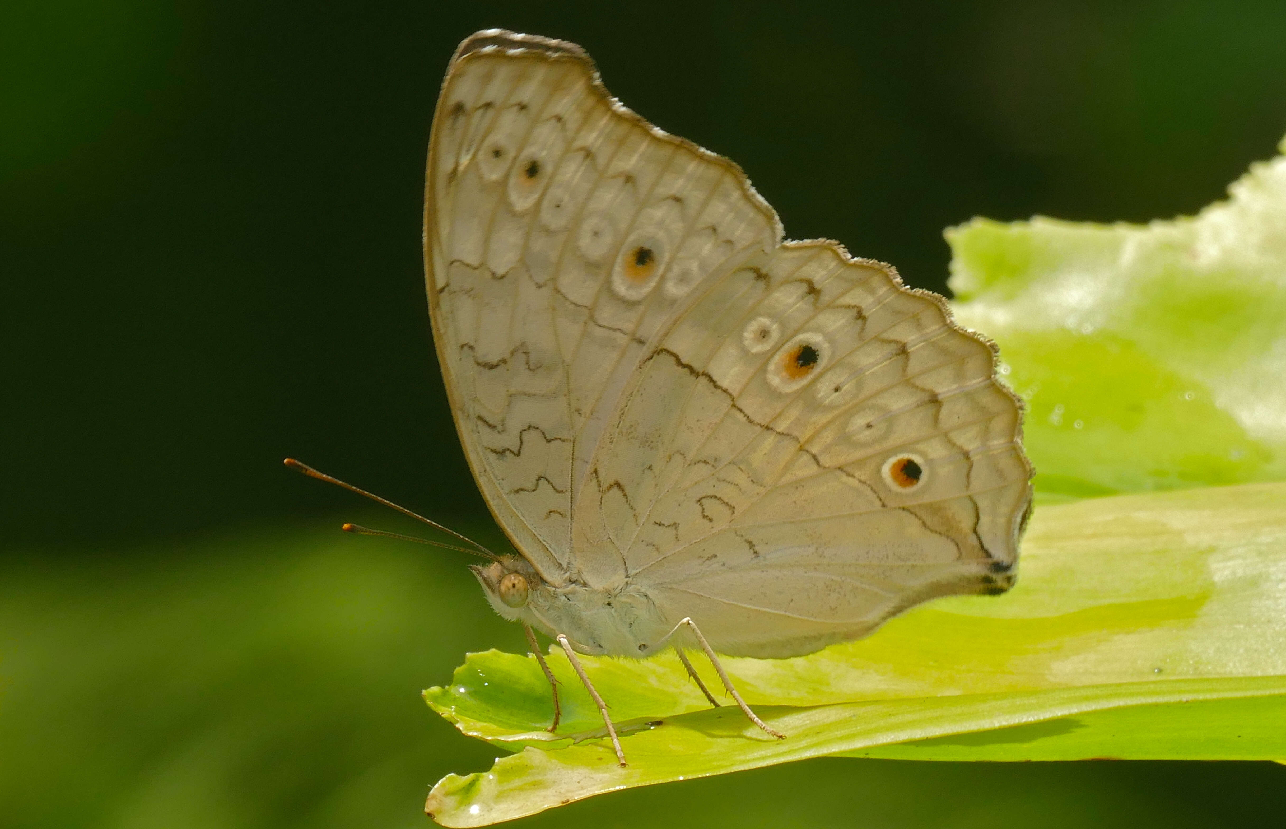 Plancia ëd Junonia atlites Linnaeus 1763