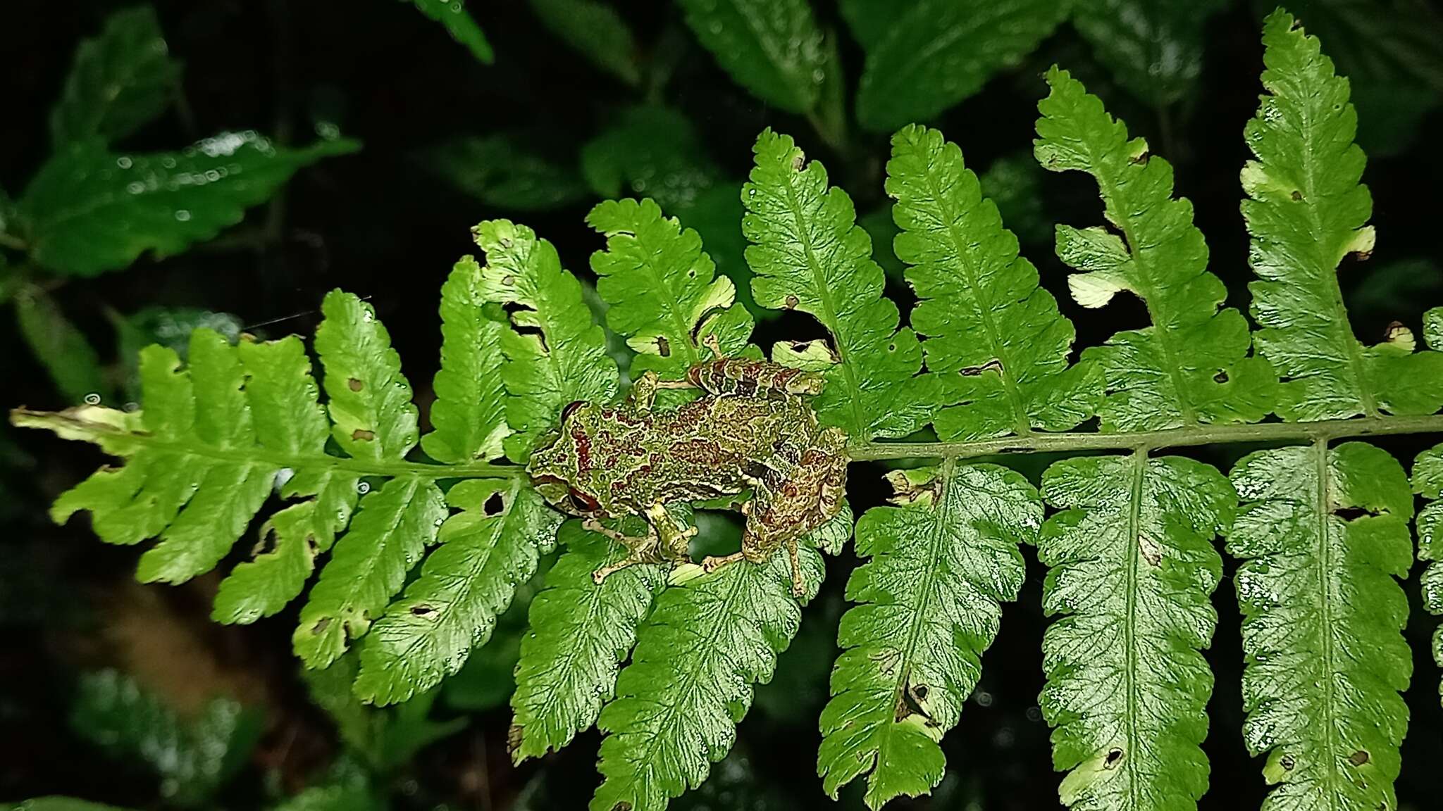 Image of Pristimantis eriphus (Lynch & Duellman 1980)