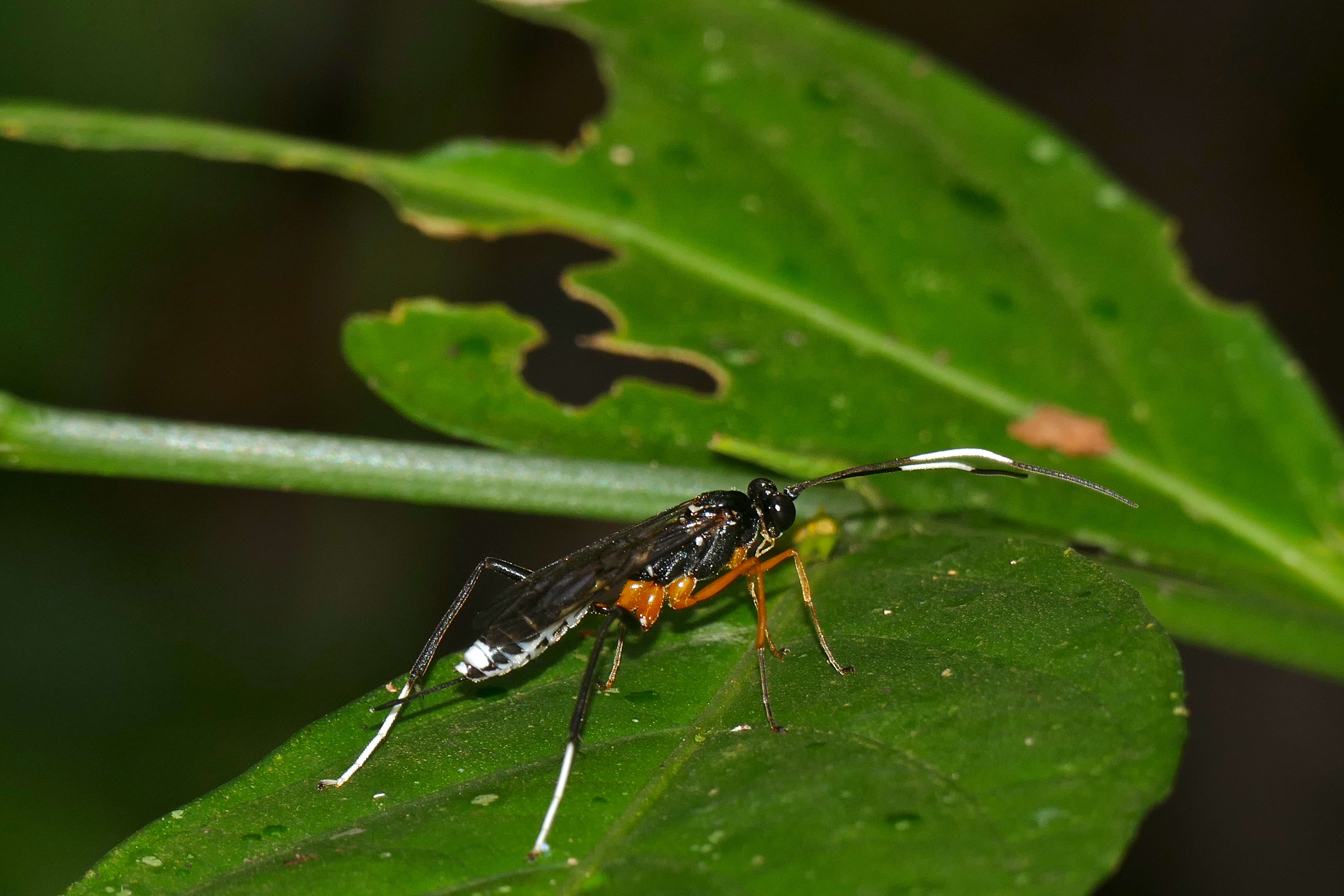 Plancia ëd Ichneumonidae