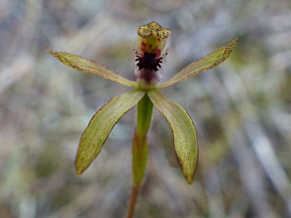 صورة Caladenia atradenia D. L. Jones, Molloy & M. A. Clem.