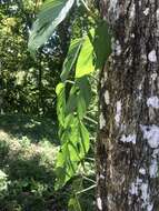 Image of Monstera adansonii subsp. laniata (Schott) Mayo & I. M. Andrade