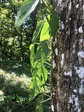 Monstera adansonii subsp. laniata (Schott) Mayo & I. M. Andrade resmi