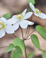 Image of Rue-Anemone