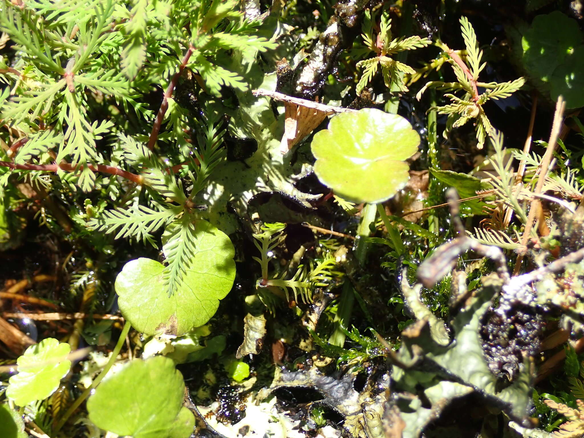 Imagem de Hydrocotyle pterocarpa F. Müll.