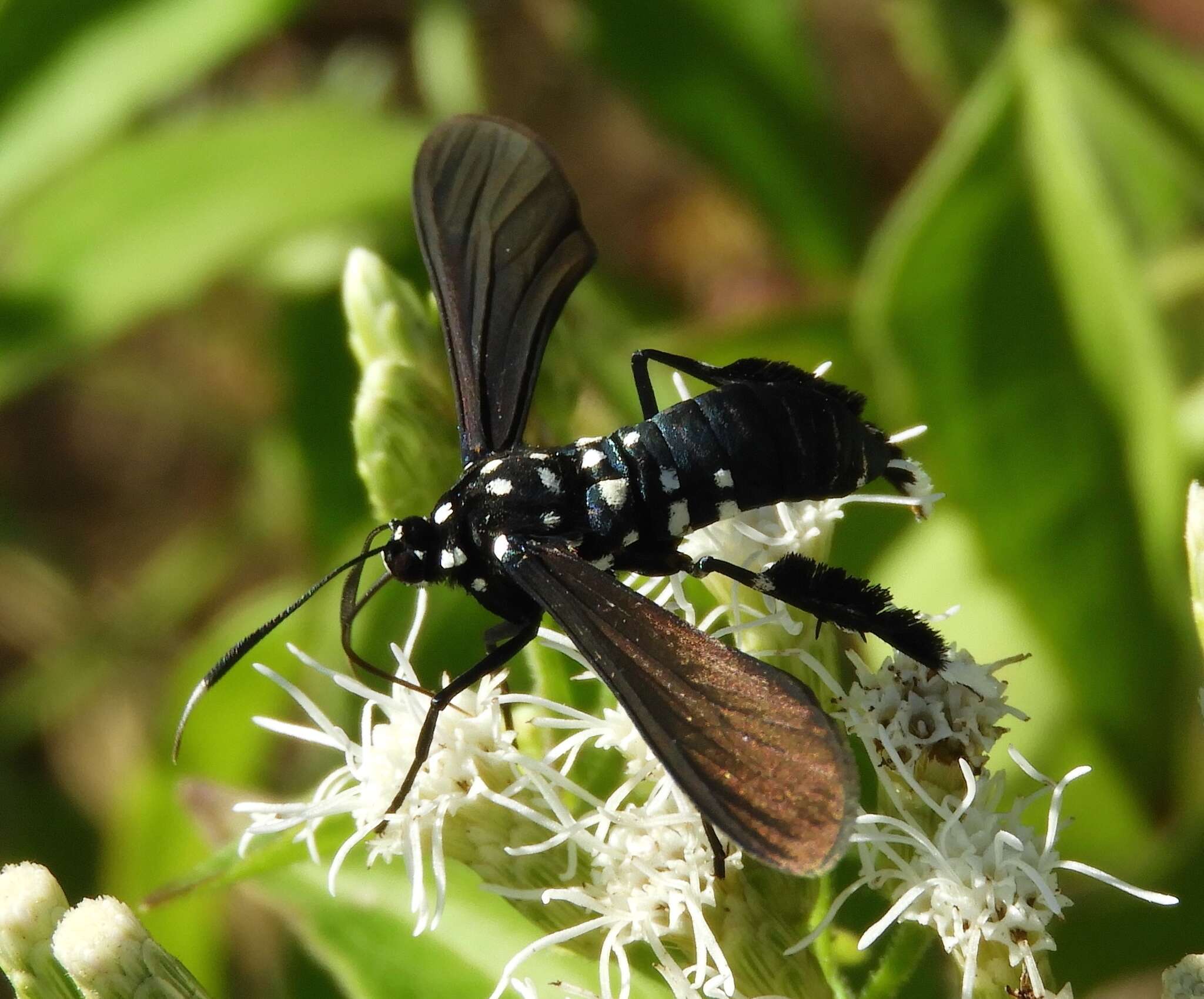 Image of Horama plumipes Drury 1773