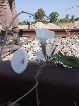 Image of Ipomoea squamosa Choisy