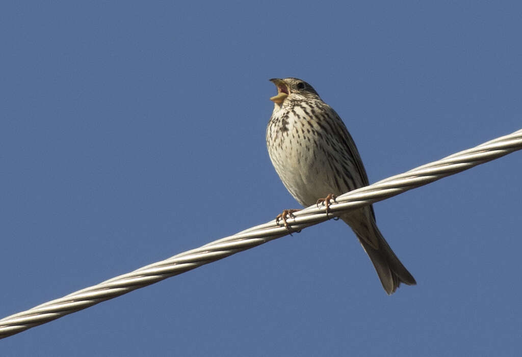 Image of Corn Bunting