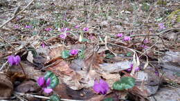 Image of Cyclamen coum Miller