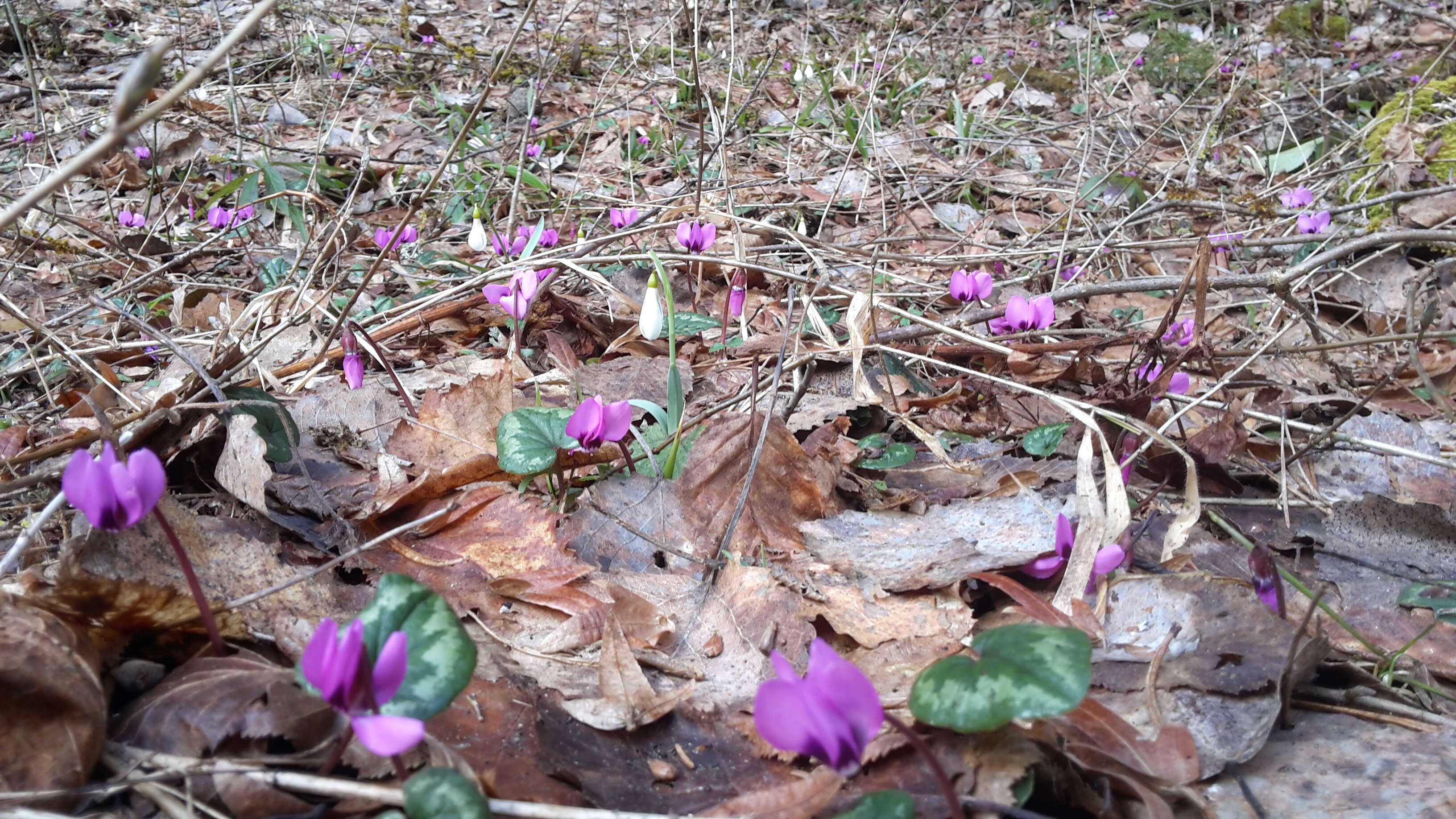 Image of Cyclamen coum Miller