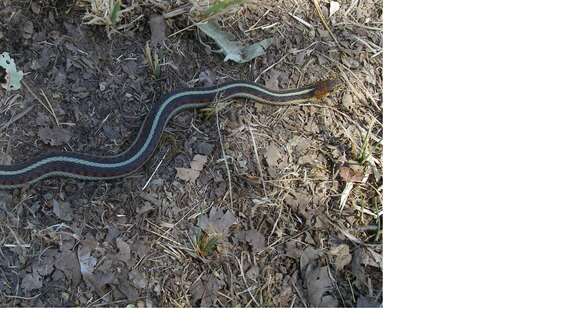 Image of Thamnophis sirtalis infernalis (Blainville 1835)