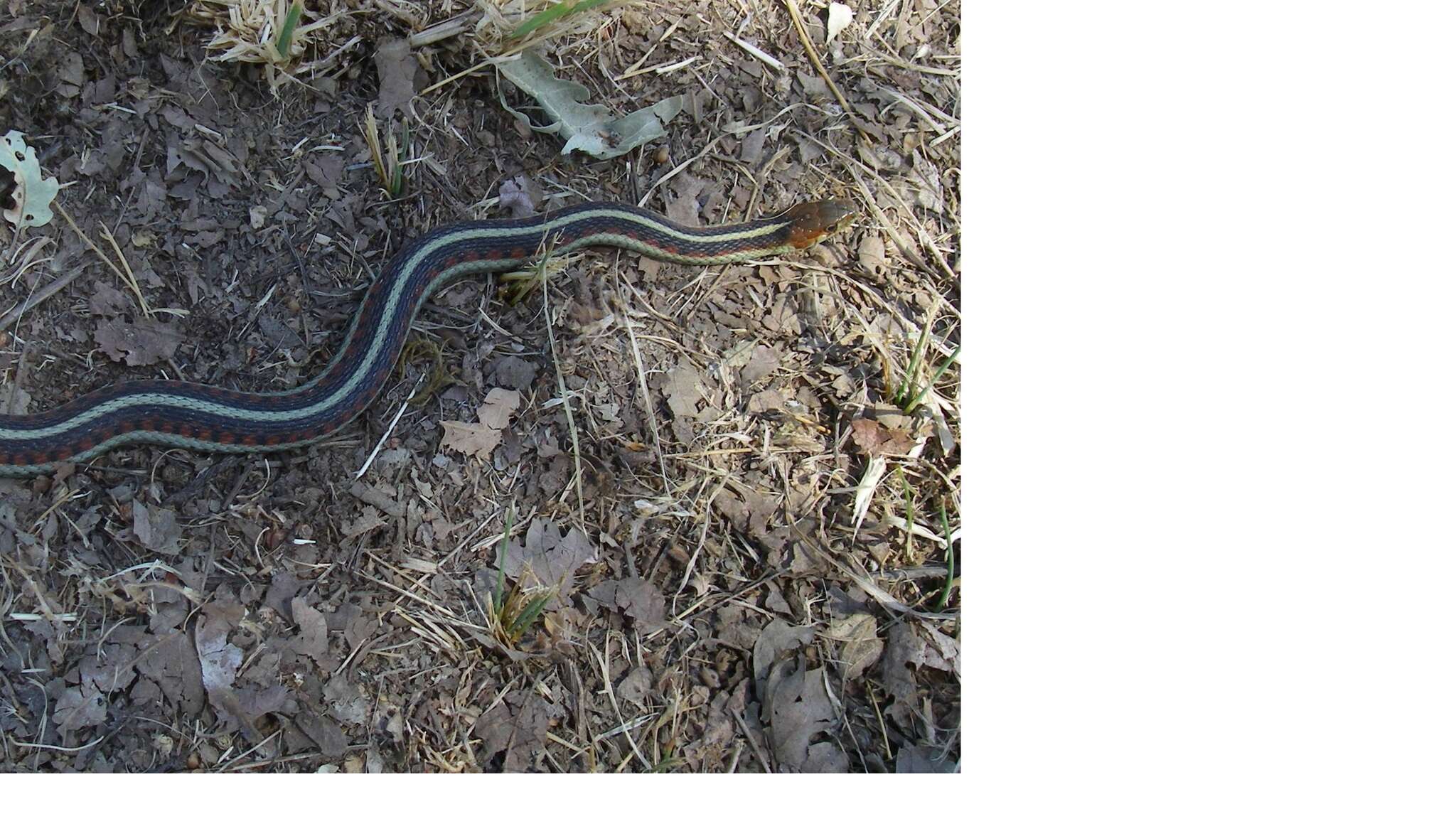 Image of Thamnophis sirtalis infernalis (Blainville 1835)