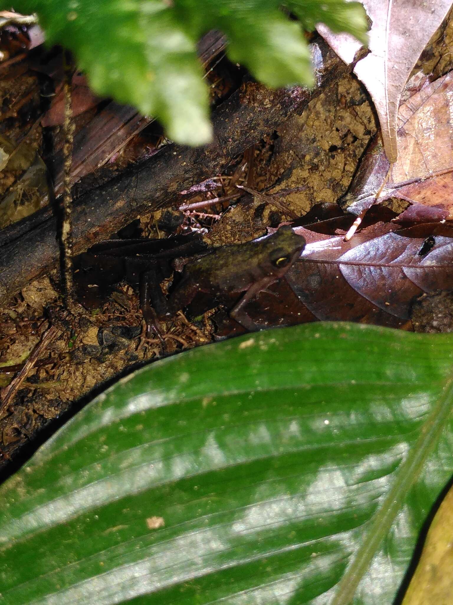 Image of Cayenne Stubfoot Toad