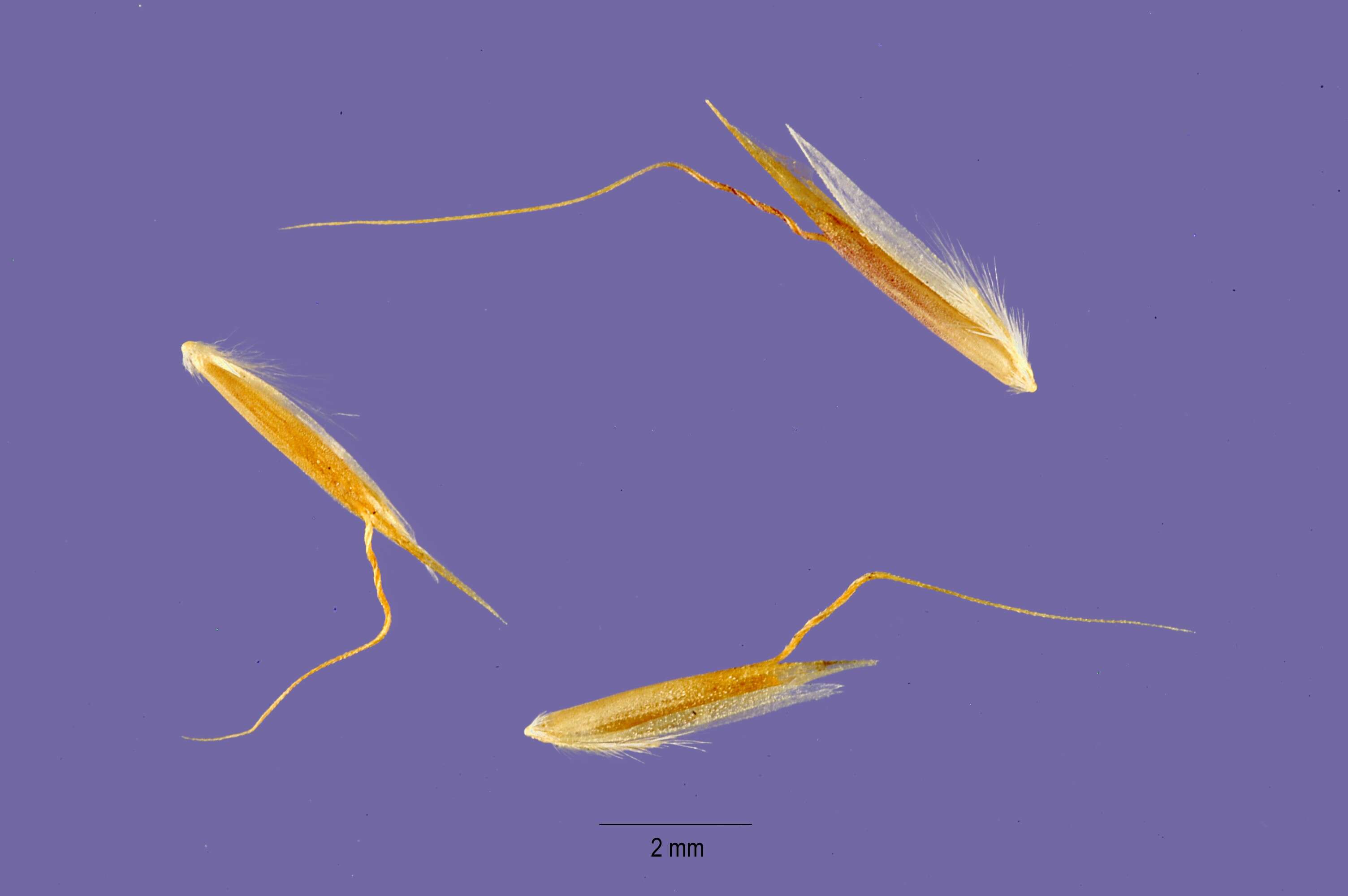 Image of golden oat grass