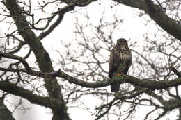 Image of Common Buzzard