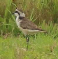 Image of Saint Helena Plover