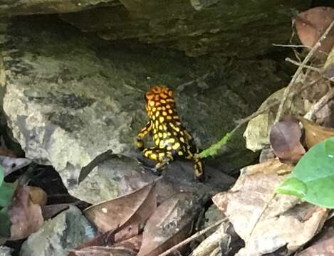 Plancia ëd Oophaga anchicayensis Posso-Terranova & Andrés 2018