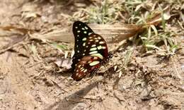 Graphium cyrnus (Boisduval 1836) resmi