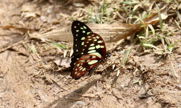 Graphium cyrnus (Boisduval 1836) resmi