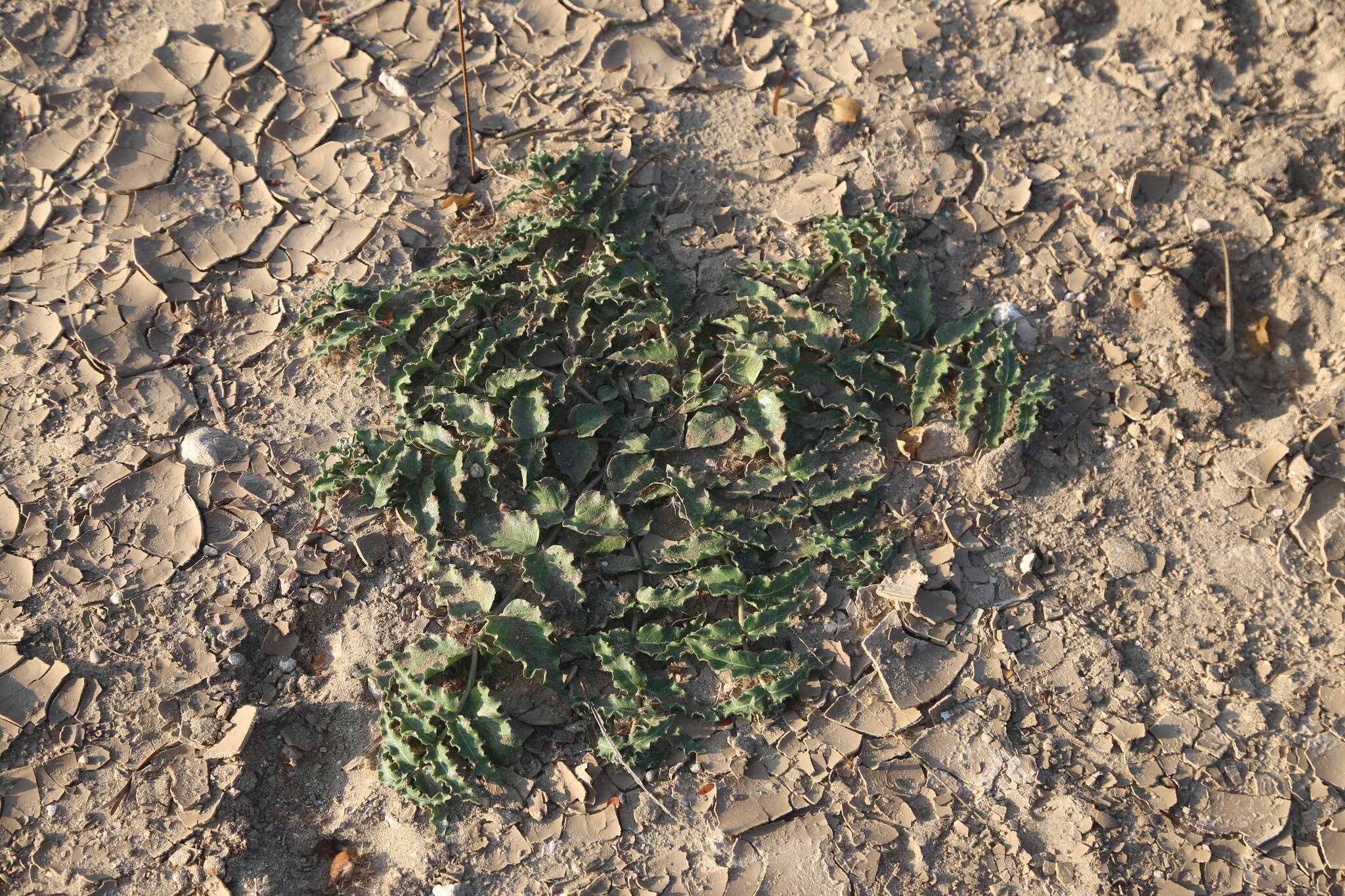 صورة Asclepias prostrata W. H. Blackw.