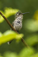 Image of Black-breasted Plovercrest