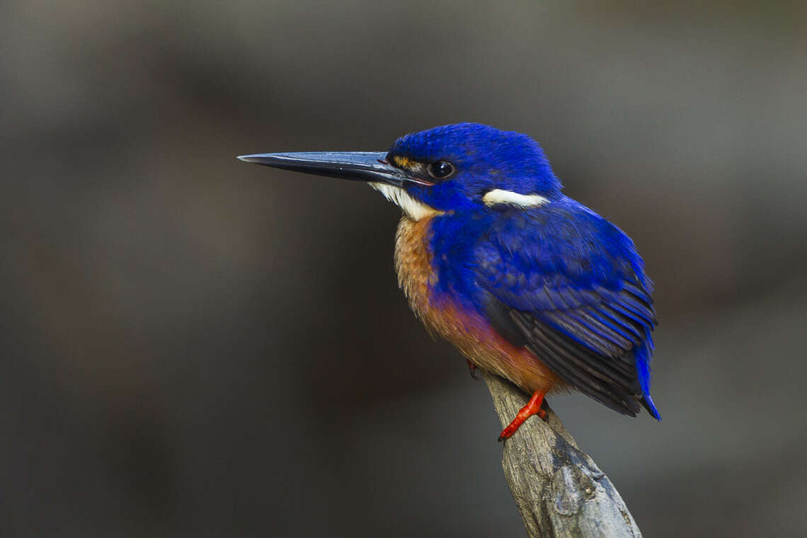 Image of Azure Kingfisher