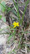 Image of Glossy-Seed Yellow Star-Grass