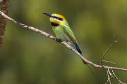 Image of Rainbow Bee-eater