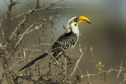 Image of Eastern Yellow-billed Hornbill