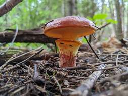 Image of Suillus clintonianus (Peck) Kuntze