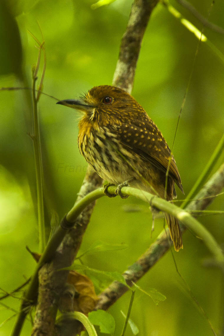 Image of White-whiskered Puffbird