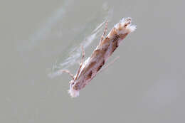 Phyllonorycter sagitella (Bjerkander 1790)的圖片