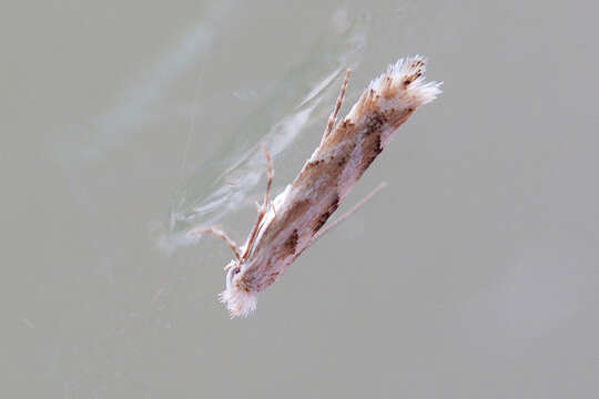 Phyllonorycter sagitella (Bjerkander 1790)的圖片