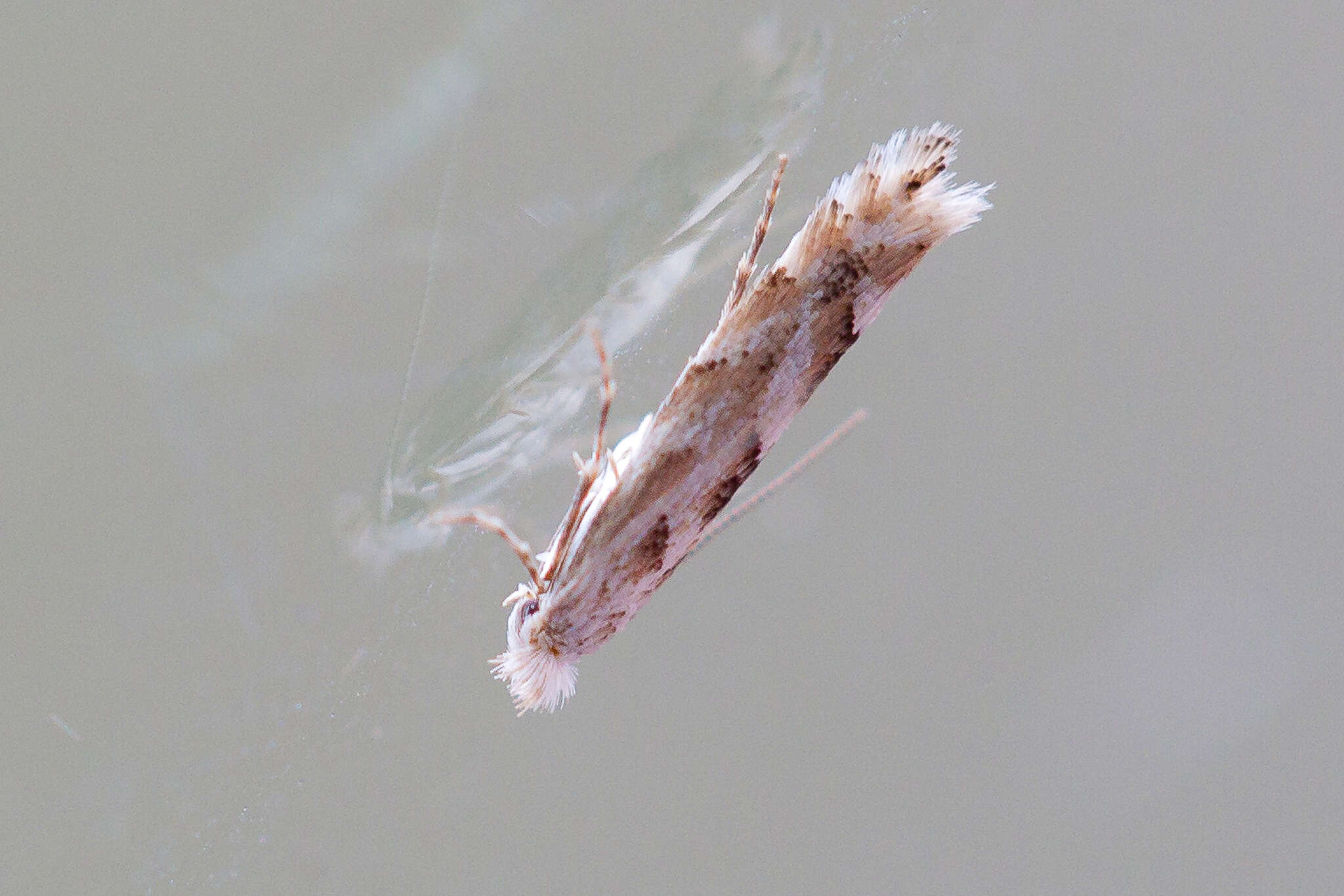 Phyllonorycter sagitella (Bjerkander 1790)的圖片