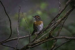 Image of Rufous-breasted Accentor