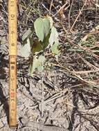 Image of anglestem Indian mallow