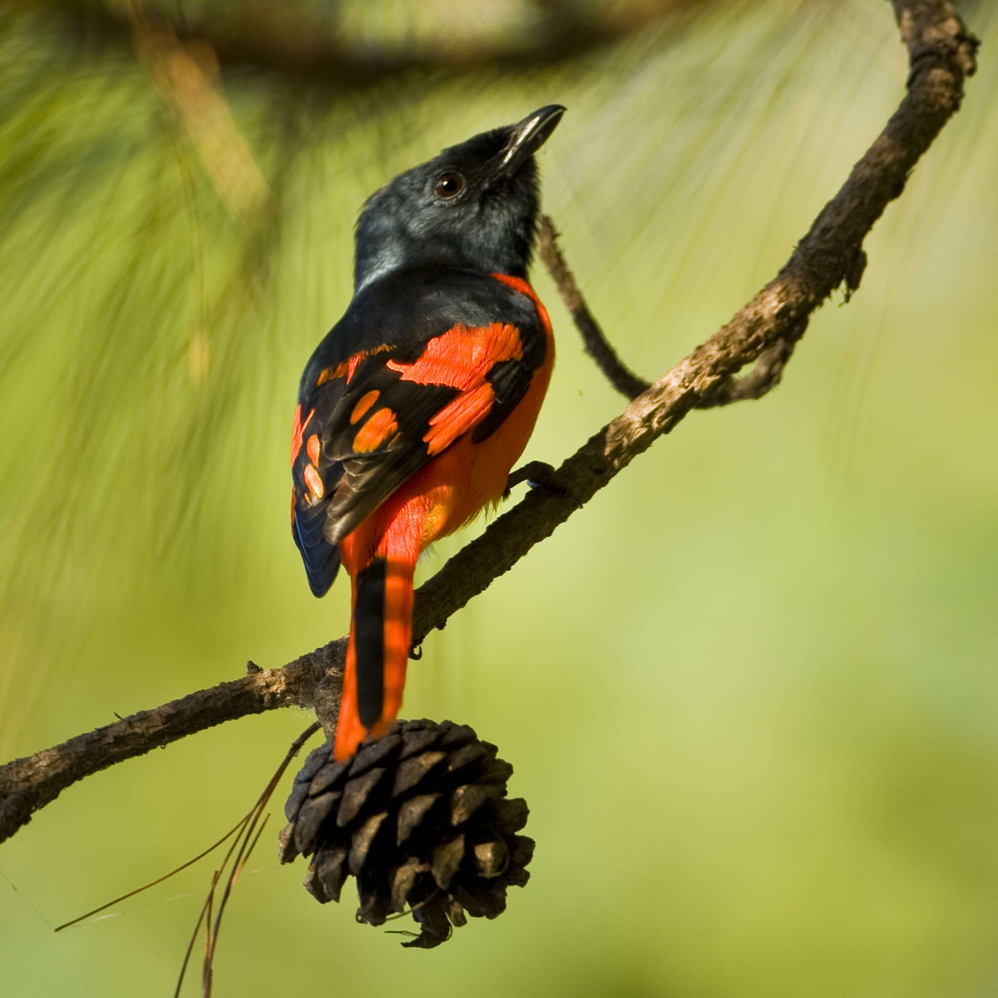 Image of Short-billed Minivet