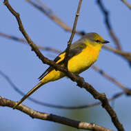 Image of Short-billed Minivet