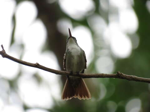 Image of Azure-crowned Hummingbird